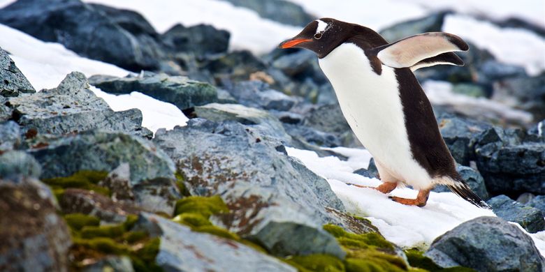 Ilustrasi penguin, dataran Antartika menghijau. Akibat perubahan iklim benua ini berpotensi diselimuti salju hijau.