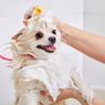 5 Penyebab Anjing Takut Mandi dan Cara Atasinya