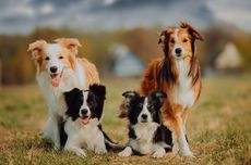 Bisakah Anjing Border Collie Memiliki Mata Biru? 