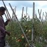 Harga Anjlok hingga Rp 700, Tomat Milik Petani di Magetan Dibiarkan Tak Dipanen