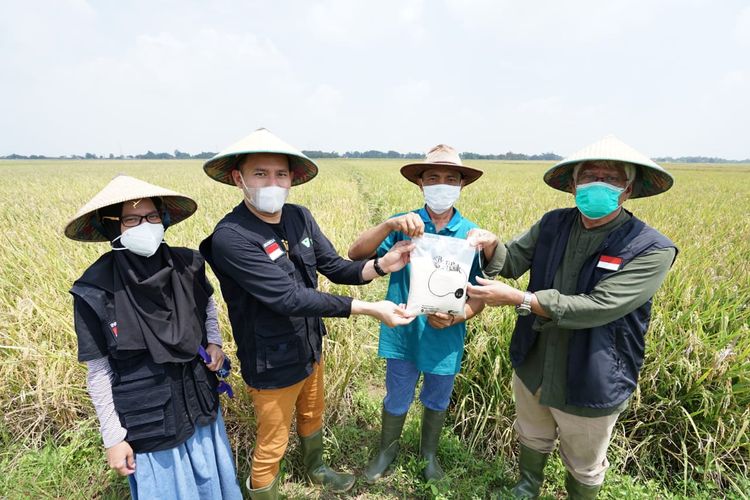 Jajaran manajemen Dompet Dhuafa bersama para petani pemberdayaan yang tergabung dalam DD Farm Sentra Padi Kaliwedi, menggelar panen perdana, akhir pekan lalu. Panen tersebut sekaligus sebagai bukti bahwa Dompet Dhuafa tengah menyiapkan beras terbaik dari petaninya untuk program Tebar Zakat Fitrah di Ramadan ini.