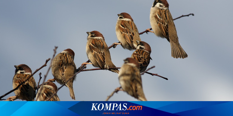Kisah Puluhan Juta Orang di China Meninggal Gara-gara Burung Ini Dibasmi

Baca selengkapnya:


~RKD #China #Kelaparan #Sejarah