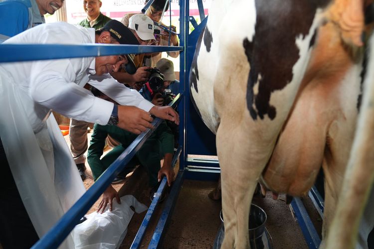 Penjabat (Pj) Gubernur Sulawesi Selatan (Sulsel) Bahtiar Baharuddin mengamati kondisi sapi dalam proses Inseminasi Buatan (IB) di Desa Cendana, Kecamatan Cendana, Kabupaten Enrekang, Senin (19/2/2024),