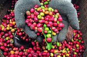 Kopi dan Kakao Indonesia: Komoditas Ekspor yang Paling Dicari Dunia