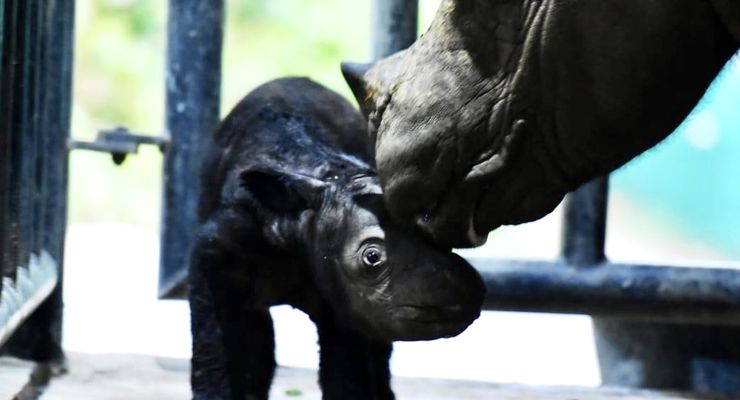 Seekor Bayi Badak Sumatera Lahir di Taman Nasional Way Kambas