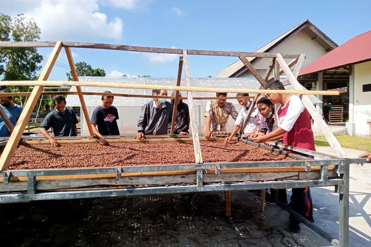 Proses fermentasi kakao di Jembrana Bali.