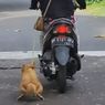 Anjing yang Diseret Ibu-ibu Bermotor di Bali Ternyata Titipan Temannya