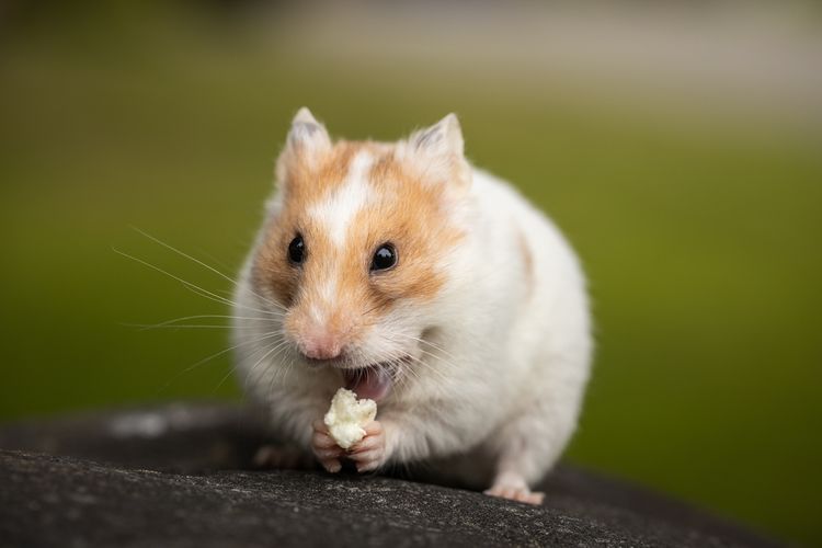 Ciri-Ciri Hamster Hamil