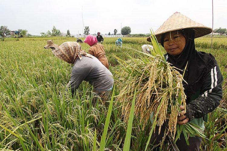 Data BPS mencatat neraca perdagangan hasil pertanian Indonesia pada 2018 surplus dengan nilai 10 miliar dolar AS atau setara Rp 139,6 triliun. 
