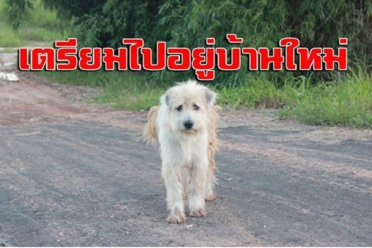 Inilah Leo, seekor anjing yang menjadi viral setelah dengan setia menunggu sang majikan selama empat tahun terakhir.