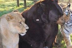 Seekor Singa, Harimau dan Beruang Hidup Bersama Selama 15 Tahun