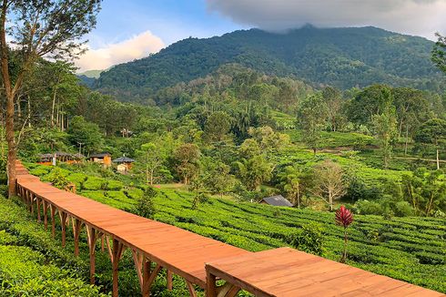 Lokasi, Jam Buka, dan Harga Tiket Masuk Tea Bridge Gunung Mas Puncak