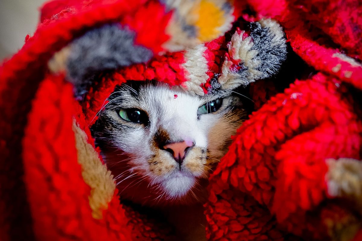Ilustrasi kucing sakit flu.