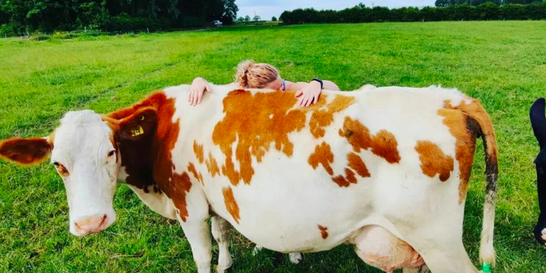 Ilustrasi cuddling dengan sapi