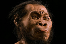 Fosil Manusia Purba Pertama yang Ditemukan di Indonesia