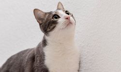 Bisakah Kucing Kembali Pulang ke Rumah Setelah Hilang Bertahun-tahun?