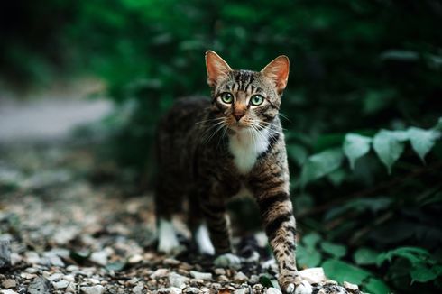 Mengapa Kucing Dapat Mengingat Jalan Pulang Saat Pergi Jauh?