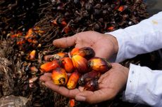 Harga Masih Anjlok, Petani Indonesia Terpaksa Jual Buah Sawit ke Malaysia