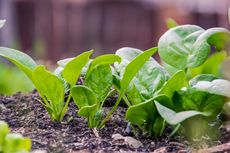 5 Tanaman Sayuran Hijau Ini Mudah Tumbuh, Bisa Panen dalam 15 Hari