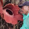 Mengapa Bengkulu Dijuluki Bumi Rafflesia?