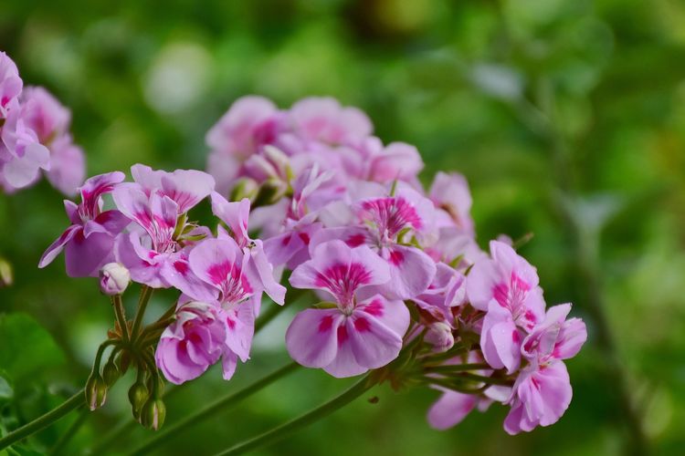 Ilustrasi bunga geranium (Pelargonium). 