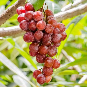 Ilustrasi pohon anggur, menanam anggur, buah anggur di pohon. 