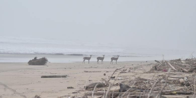 Kumpulan rusa di pinggir Pantai Triangulasi, Taman Nasional Alas Purwo, Banyuwangi, Jawa Timur.