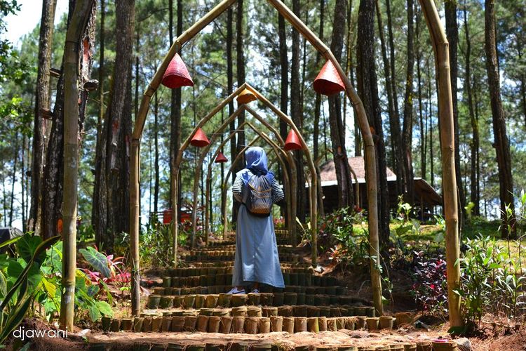 Hutan Pinus Sikepel di Purworejo, Jawa Tengah.