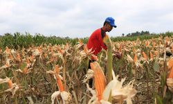 Kemendesa PDTT Proyeksikan 32 Kabupaten Tertinggal Terentaskan pada 2024