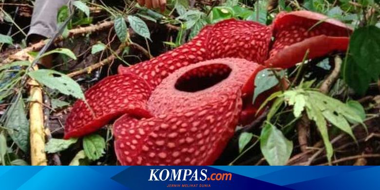 4 Cara untuk Melindungi Hewan dan Tumbuhan Agar Tidak Cepat Punah - Vimarsana News