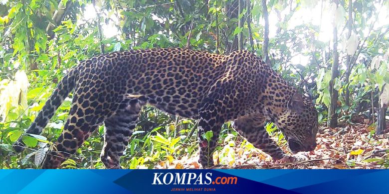 19 Macan Tutul Jawa dan Macan Kumbang Terekam di Hutan Sanggabuana Karawang