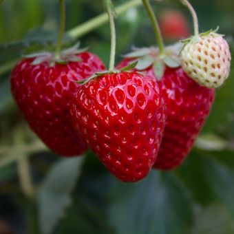 Ilustrasi strawberry atau stroberi, menanam strawberry.