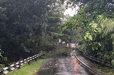 Pohon Tumbang di Persimpangan Kelapa Dua Menuju Margonda, Kendaraan Tak Bisa Melintas