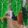 Ingin Ikutan Punya Tanaman Hias? Simak 3 Tips Ini Lebih Dulu