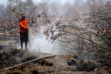 2,6 Juta Hektar Lahan Gambut Diprioritaskan untuk Direstorasi Tahun Ini