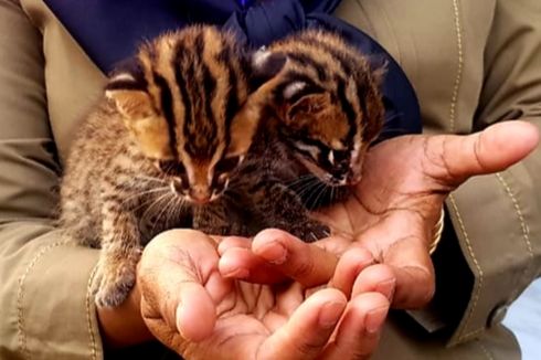 BBKSDA Riau Evakuasi Dua Ekor Bayi Kucing Hutan