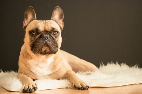 Kenapa Harga Adopsi Anjing French Bulldog Mahal?