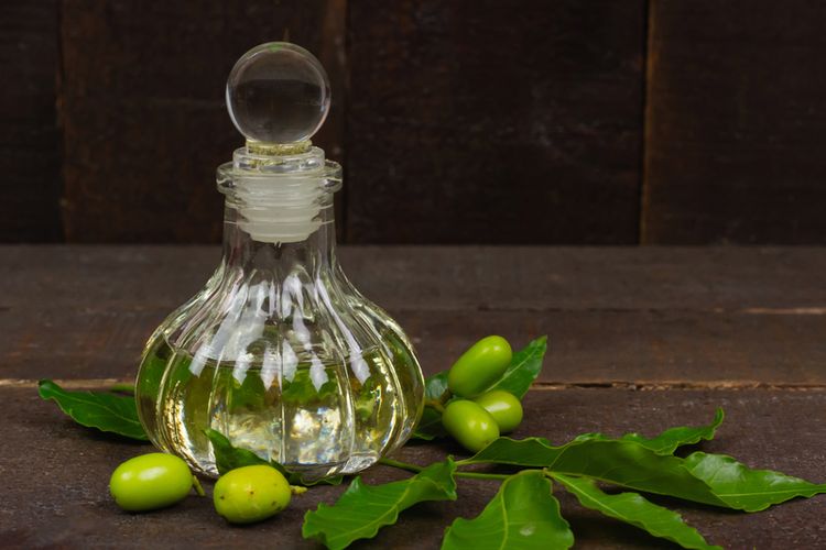 Ilustrasi minyak nimba atau neem oil. 