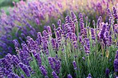 5 Fakta Menarik Lavender, Telah Ada Ribuan Tahun dan Banyak Manfaat