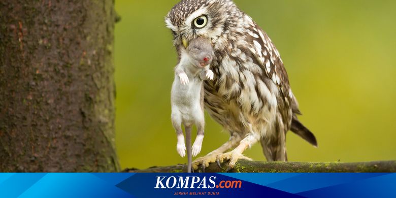 Burung Hantu Kena Obesitas Ini Jalani Program Diet Apakah Berhasil Halaman All Kompas Com