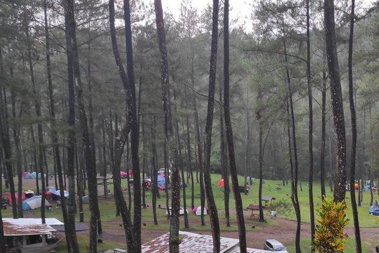 Hutan Pinus Loji Blitar adalah salah satu wisata alam di Blitar, Jawa Timur.