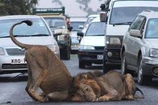 Lukai Seorang Warga Kota Nairobi, Singa Ditembak Mati