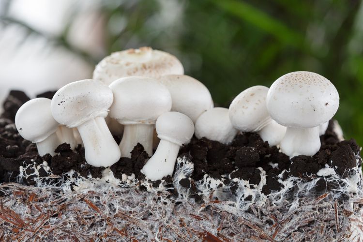 Ilustrasi jamur kancing atau jamur champignon, budidaya jamur kancing. 