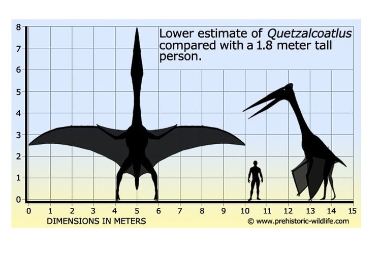 Quetzalcoatlus