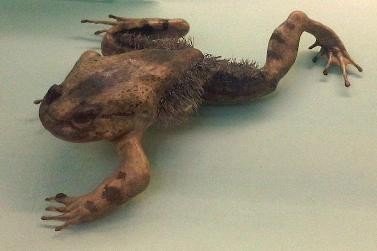 Katak Wolverine atau Trichobatrachus robustus adalah salah satu spesies katak berbahaya. Amfibi brutal ini bisa membuat cakar untuk melindungi dirinya dari ancaman predator.