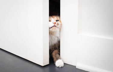 Ahli Jelaskan Mengapa Kucing Membenci Pintu yang Tertutup - Kompas.com