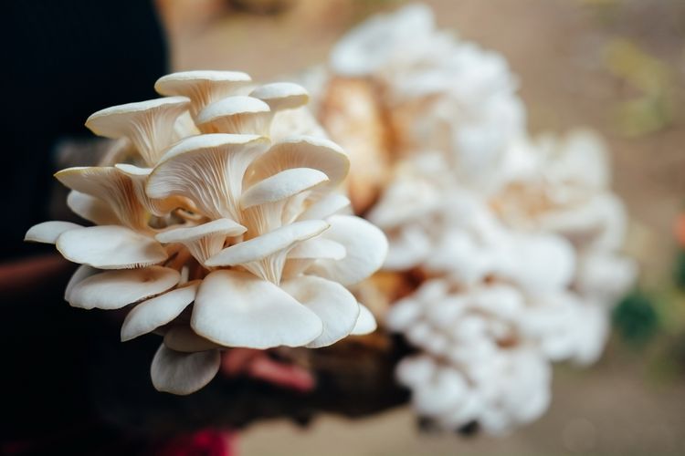 Ilustrasi jamur tiram, budidaya jamur tiram. 