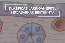 Klasifikasi Jaringan Epitel Berdasarkan Bentuknya