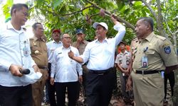 Program Peremajaan Rempah dan Kakao di Kabupaten Luwu