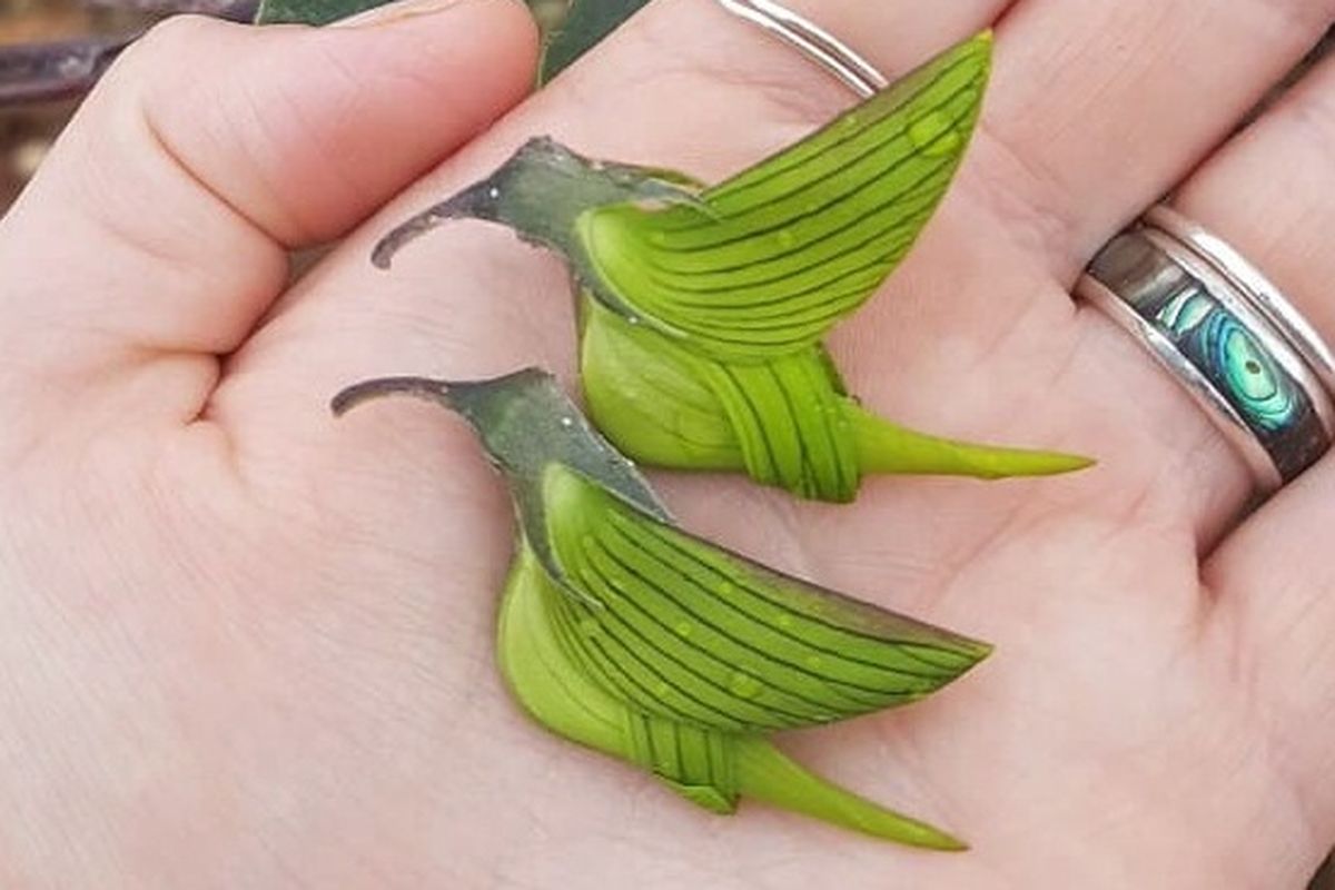 Bunga mirip burung kolibri milik tumbuhan green birdflower (Crotalaria cunninghamii)